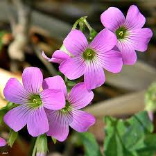 Image result for Oxalis debilis