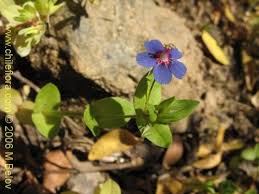 Image result for Anagallis barbata