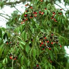 Image result for Dichilus lebeckioides