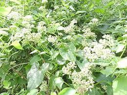 Image result for Mikania chenopodiifolia
