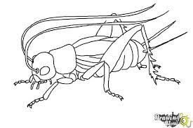 How To Draw A Cricket - Drawingnow