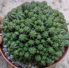 Image result for Centema subfusca