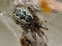 Feb 06, 2018 · common house spiders (parasteatoda tepidariorum), cellar spiders (pholcus spp.), crab spiders (xysticus spp.), and yellow garden spiders (argiope aurantia) are frequently seen in gardens or residential areas. Texas Spiders Pictures And Spider Identification Help