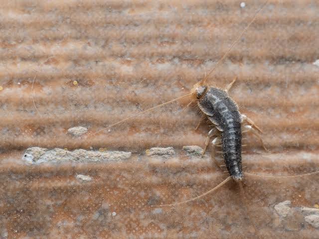 Not A Creature Was Stirring: Pests That Come Out at Night