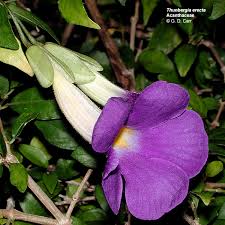 Image result for Acanthaceae