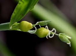 Image result for Coix lacryma-jobi