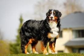 Many purebred dogs suffer from genetically inherited diseases and conditions. Mini Bernedoodles Are Fluffy Intelligent And Hypoallergenic K9 Web