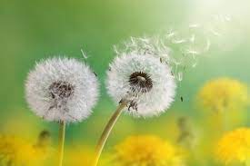 At times, they also give you the opportunity to free yourself. Dandelion Flower Meaning Flower Meaning