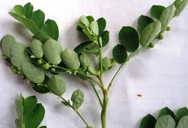 Image result for Phyllanthus pinnatus