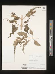 Image result for Tinnea aethiopica