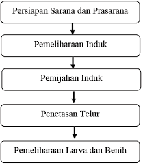 Berikut merupakan diagram alir proses produksi pembenihan ikan konsumsi mulai dari persiapan sarana dan prasarana sampai pemeliharaan larva dan benih. Proses Produksi Ikan Konsumsi