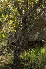 Image result for Tarchonanthus trilobus