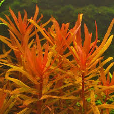 Image result for Ammannia aegyptiaca