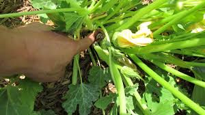 We did not find results for: Why Zucchini And Squash Turn Brown Tip Rot Pollination Male Female Flowers Trg 2015 Youtube