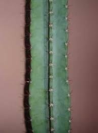 I quickly realized, however, that i had absolutely no idea how much (or how little) work it was going to take. How To Take A Cactus Cut Cactus Jungle