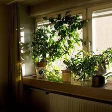 Plant Lighting Guide For Gardening Beginners Indoor Garden Nook Plant Lighting Plants Indoor Garden