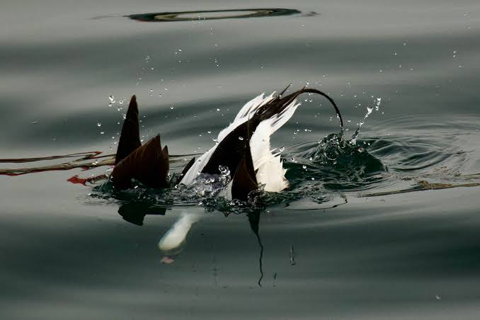 Small Wonders: Amazing bird adaptations - Maine Audubon