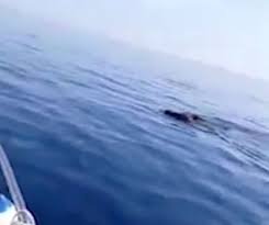 Il colpo e' stato esploso per evitare che il cinghiale provocasse danni a cose o persone, in considerazione della sua. Uae Bsfzyofkgm