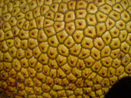 Bukankah cempedak adalah nangka dan nangka adalah cempedak? 6 Cara Pilih Buah Cempedak Yang Masak Banyak Ulas Sedap Isinya