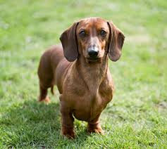 And stand less than 10″ at the shoulders. Dachshund Min Smooth Haired Breeds A Z Kennel Club