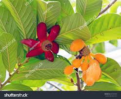 Image result for Uvaria afra