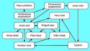 Maybe you would like to learn more about one of these? Food Chain Simple English Wikipedia The Free Encyclopedia