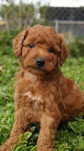 Spoodle Puppies For Sale Pines Pets Spoodle Puppies Puppies For Sale