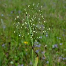 Image result for Briza minor