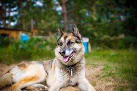 See puppy photos, health info & reviews. The German Shepherd Husky Mix An In Depth Look Into The Gerberian Shepsky K9 Web