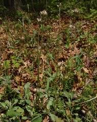 Image result for Pleiotaxis argentea