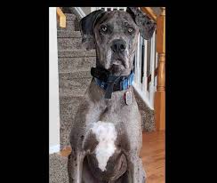 These pups are being we currently have a litter of great dane puppies that were born 10/22/20 and are ready to go to their. Great Dane For Adoption In Denver Co Area Adopt Ripley