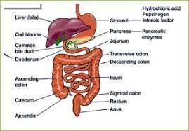 Урок по теме internal organs. Pin On Good To Learn