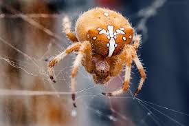 Cross Spider Arana De La Cruz Tambien Llamada Arana De Jardin Europea Y Haciendo Honor A Su Nombre La Fotografie Spider Arachnids Spiders Beautiful Bugs