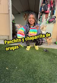 Panchito y Chaparrita: La Dulzura de los Chihuahuas