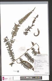 Image result for Cyclosorus striatus