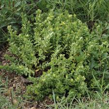 Image result for Triaspis hypericoides