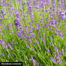 They're easy to grow, thrive in shade and flower for months. Reviews For Spring Hill Nurseries Munstead Lavender Lavendula Live Bareroot Perennial Plant Purple Flowers 1 Pack 64268 The Home Depot