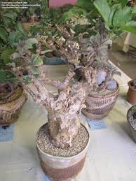 Image result for Cyphostemma barbosae