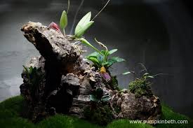 Miniature Orchids In The Biorbair Miniature Orchids Orchids Bottle Garden