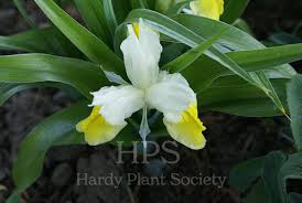 Image result for Gladiolus ecklonii