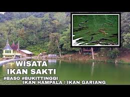 Bisa dilakukan sebagai usaha rumahan. Wisata Ikan Sakti Ikan Hampala Banyak Besar Banget Baso Bukittinggi Sumatera Barat Youtube