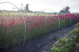 Growing cut flowers in south africa. How To Grow More Cut Flowers Than You Ever Thought Possible Floret Flowers