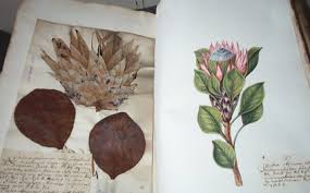 Image result for Thomandersia hensii