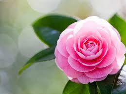 Camellia sinensis (green tea) contains caffeine and antioxidant polyphenols. How To Take Camellia Cuttings New Zealand Handyman Magazine
