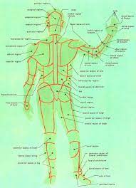 Which is not a basketball term? Surface Anatomy