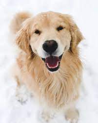2 golden retriever puppies on instagram have a happy friday friends what are your plans this weekend snow labrador retriever puppies golden retriever dogs