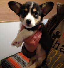Why buy a corgi puppy for sale if you can adopt and save a life? Corgi Puppies For Sale Atlanta Ga 285936 Petzlover