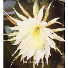 Firm the surrounding soil so that it will not tip over. Epiphyllum Oxypetalum Queen Of The Night Care Guide Succulent Plant Care