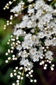 Image result for Indigofera roseo-caerulea