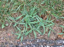 Weed Identification Photos University Of Maryland Extension